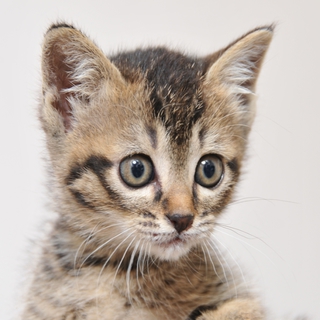 すみれ嬢。無邪気でけなげな良い子。