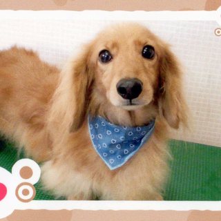 ６歳のMダックス男の子募集！