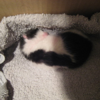 仔猫　里親募集