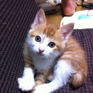 子猫の里親募集です