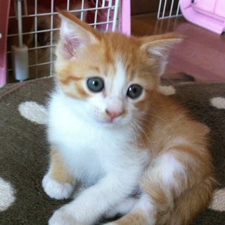 子猫の里親募集です