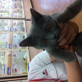 子猫３ヶ月です