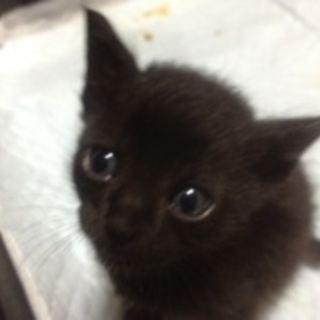 月1で福岡天神でも受け渡し可能です！ 行く日は決まってます！