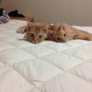 ベランダ生まれ室内育ちの兄弟猫！