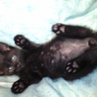 元気印の黒子猫ちゃん