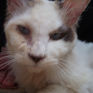 迷子猫　助けて。