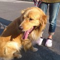 ゴールデンレトリバー　2歳　里親さん急募