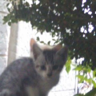 仔猫の飼い主さん募集