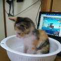 生後２ヶ月の三毛猫のミッケ・・貰ってください。