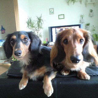 おとなしいMダックス♂2頭