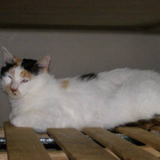 保護6ヶ月が過ぎたので家族にします。