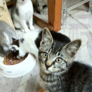 茶トラの男の子です