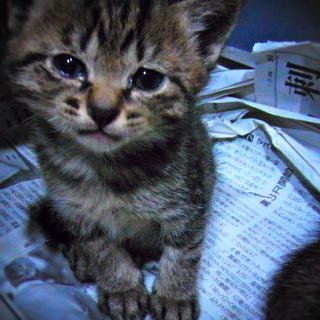 カンちゃんの里親になってください