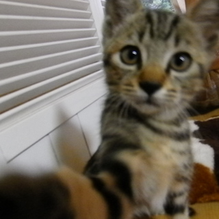 優しい里親様に巡り合えました！ありがとうございました！