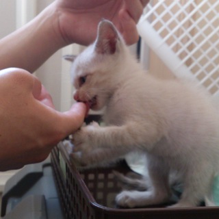 子猫の里親募集！
