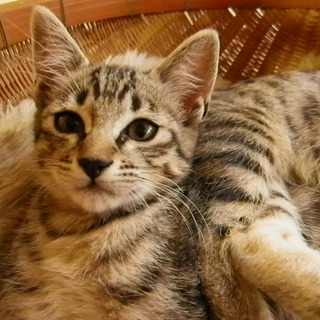 素敵な里親様に巡り合う事が出来ました！ありがとうございました！