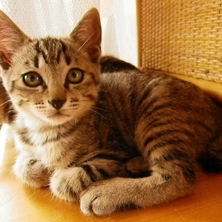 優しい里親様に巡り合えました！ありがとうございました！