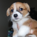 コーギーの子犬です。