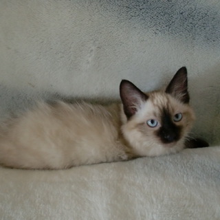 ラグドール　とてもやんちゃな子です。