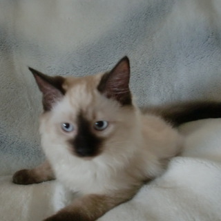 ラグドール　とても明るい子です。