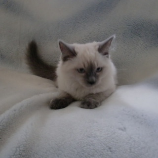 ラグドール　とてもやさしい子です。