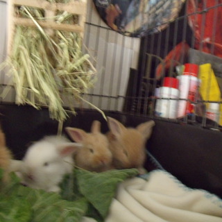 ウサギの子が5月14日に3羽生まれました。