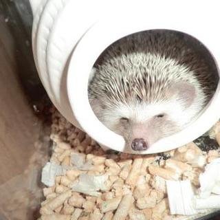 ハリネズミの里親募集