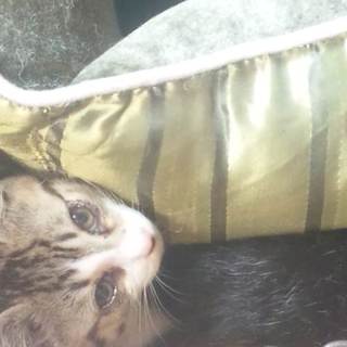 空き家に引っ越してきたら子猫がいました。