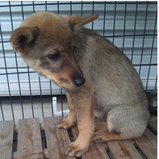 ななちゃんです