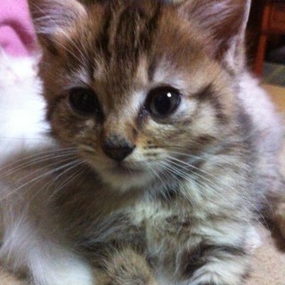 イケメンです♂僕のお家をさがしています!!