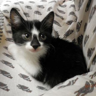 仔猫の里親探してます！