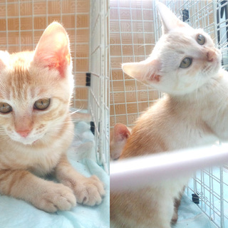 茶トラ子猫兄弟