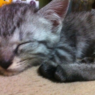 控えめな女の子♀