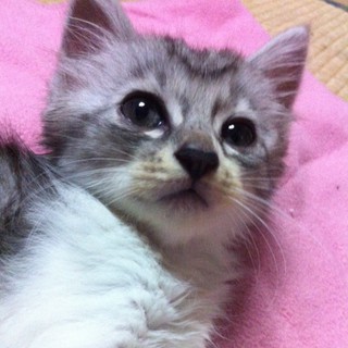 美人で猫らしい猫ちゃん♀