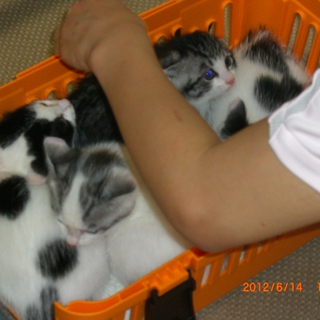 子猫たちの里親募集(男の子女の子)お陰様でおうちが決まりそうです。