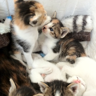 子猫6匹おります！