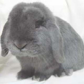 ホーランドロップ　ブルー　3才　里親さん募集