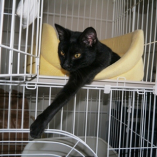 美猫イケメン10ヶ月クロちゃん