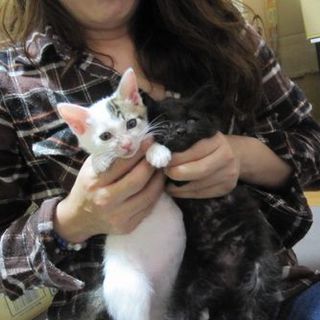 可愛過ぎる子猫