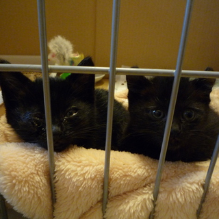 黒仔猫の姉妹です。