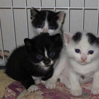 子猫の里親募集