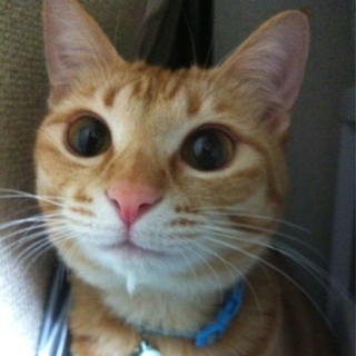 愛する猫ちゃんの里親を探しています。