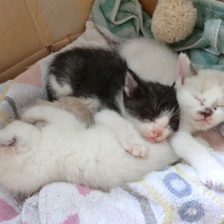 里親になってください!!!