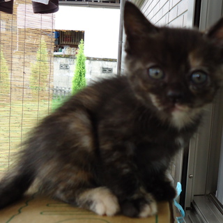 里親様、決まりました。ありがとうございました。