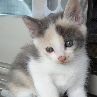 里親様、決まりました。ありがとうございました。