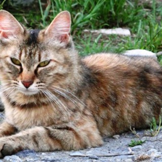 【岡山】サビトラ長毛　若成猫　メス