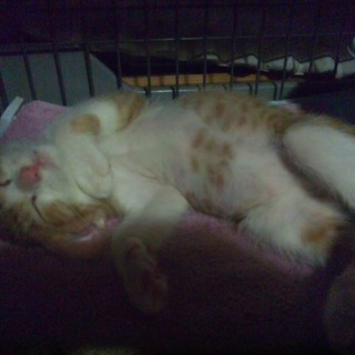 子猫の里親募集