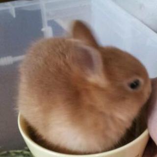 ウサギの里親募集