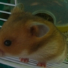 ゴールデンハムスターの赤ちゃん サムネイル2