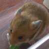 ゴールデンハムスターの赤ちゃん サムネイル3